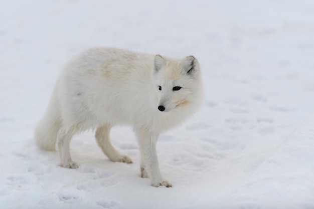 Arctic fox in winter time in Siberian tundra