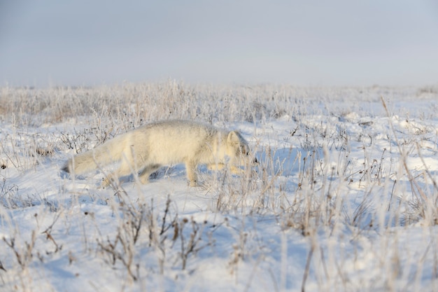 シベリアのツンドラの冬時間のホッキョクギツネ。