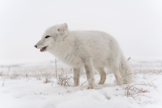 Photo arctic fox in winter time in siberian tundra