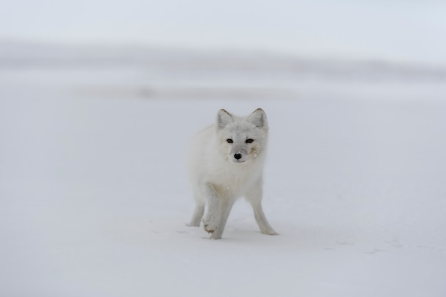 시베리아 툰드라에서 겨울 시간에 북극 여우