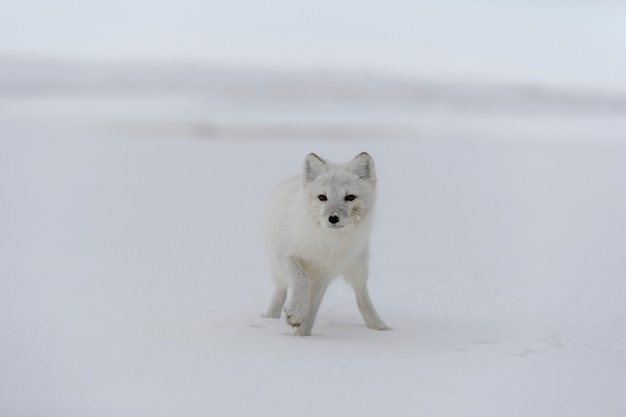 Arctic fox in winter time in Siberian tundra