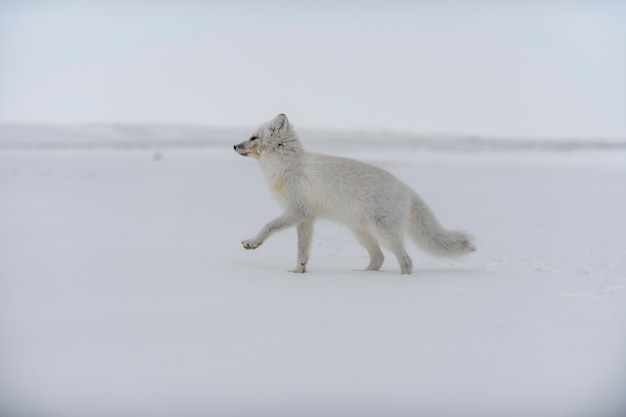 Arctic fox in winter time in Siberian tundra