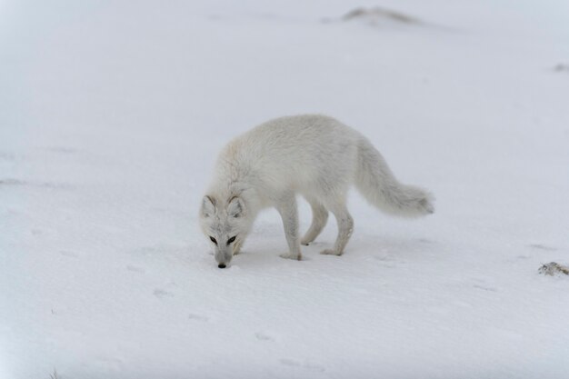 Arctic fox in winter time in Siberian tundra