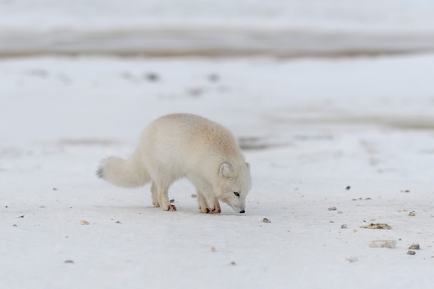 Volpe artica in inverno nella tundra siberiana Foto Premium