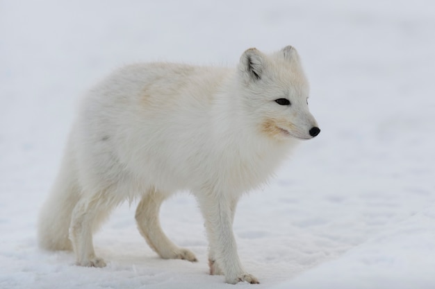 Arctic fox in winter time in Siberian tundra