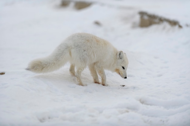 Volpe artica in inverno nella tundra siberiana