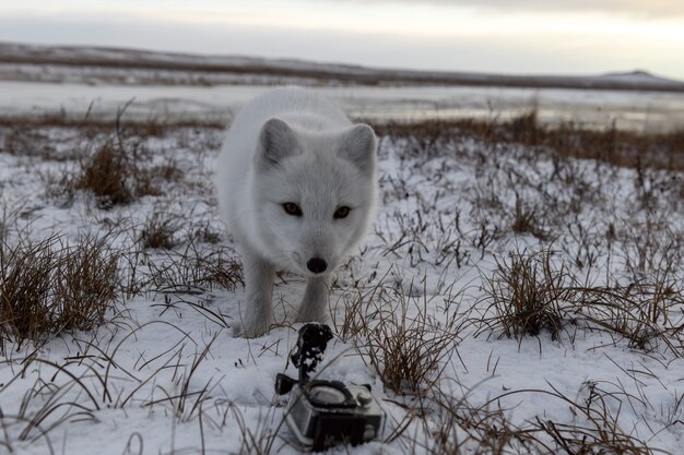 Arctic fox in winter time in tundra looking to action camera.