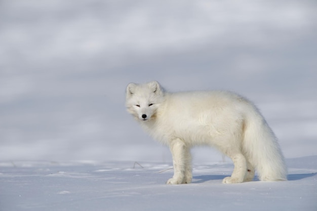 Arctic Fox with winter coat