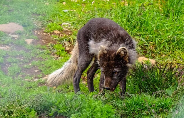 Arctic fox