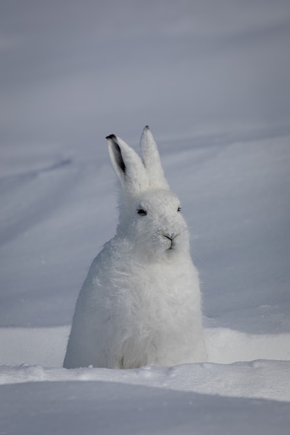 arctic hare staring into the distance with ears pointing up found in the snow covered tundra