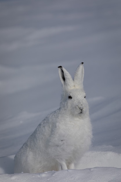 Фото Полярный заяц, смотрящий вдаль ушами вверх, найден в заснеженной тундре