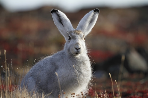 Arctic Hare staring with ears straight up