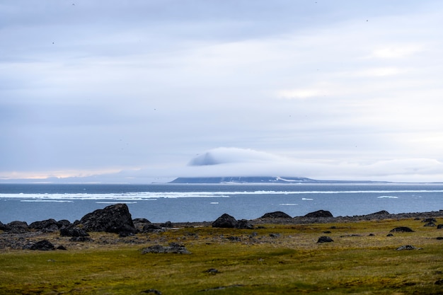 Photo arctic landscape in summer time. franz jozef land archipelago. flora cape, gukera island.