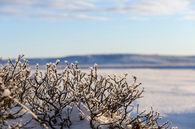 Arctic landscape in winter time. Grass with ice in tundra.