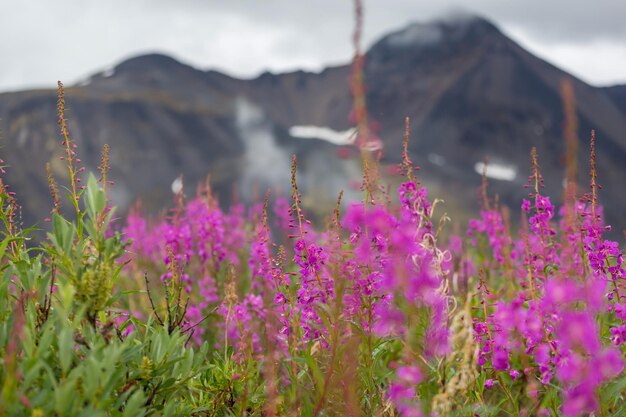 Photo arctic landscapesflowers meadow in alaska at summer season