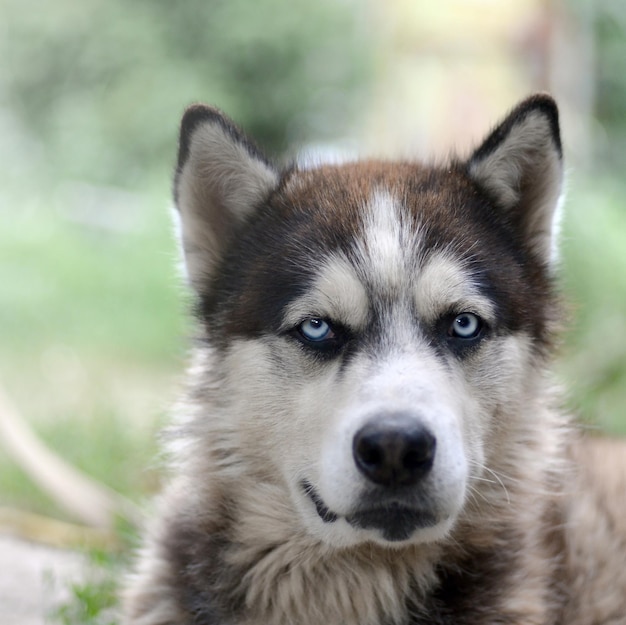 Arctic Malamute met blauwe ogen snuit portret close-up Dit is een vrij grote hond inheems type