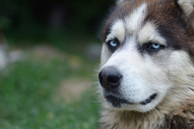 Arctic Malamute met blauwe ogen snuit portret close-up Dit is een vrij grote hond inheems type