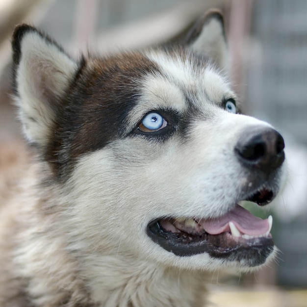 Arctic Malamute with blue eyes muzzle portrait close up This is a fairly large dog native type