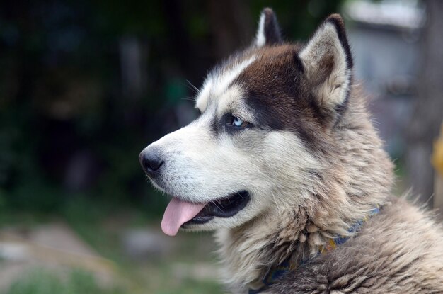 Photo arctic malamute with blue eyes muzzle portrait close up this is a fairly large dog native type