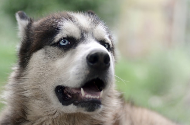 파란 눈을 가진 북극 Malamute 총구 초상화를 닫습니다. 이것은 상당히 큰 개 기본 유형입니다