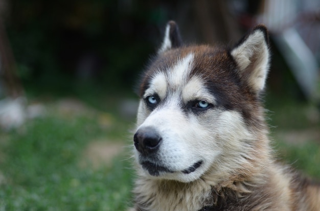 파란 눈을 가진 북극 Malamute 총구 초상화를 닫습니다. 이것은 상당히 큰 개 기본 유형입니다