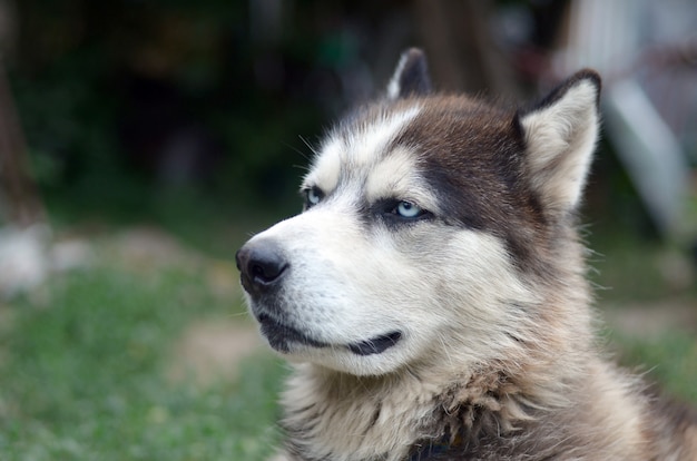 파란 눈을 가진 북극 Malamute 총구 초상화를 닫습니다. 이것은 상당히 큰 개 기본 유형입니다