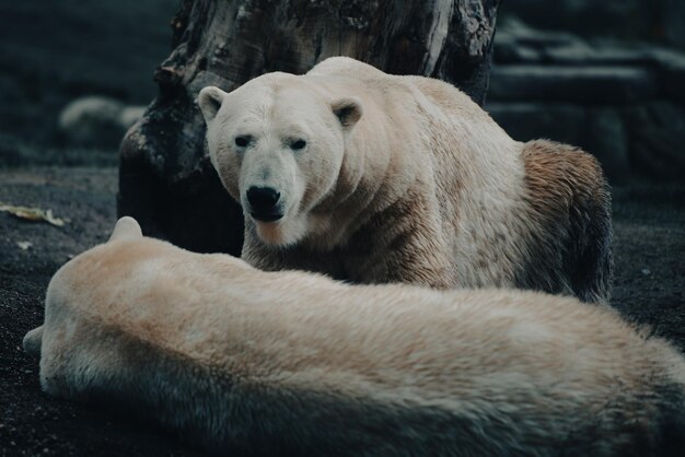 Arctic polar bear in northern lights enchantment of the frozen northern skies