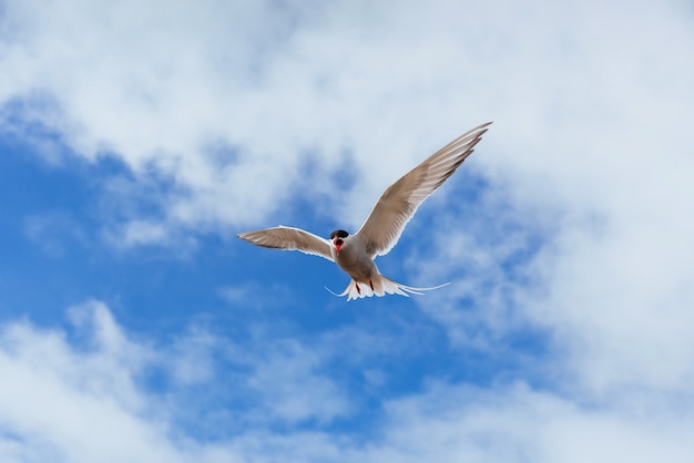 上空を飛んでいる北極アジサシ鳥