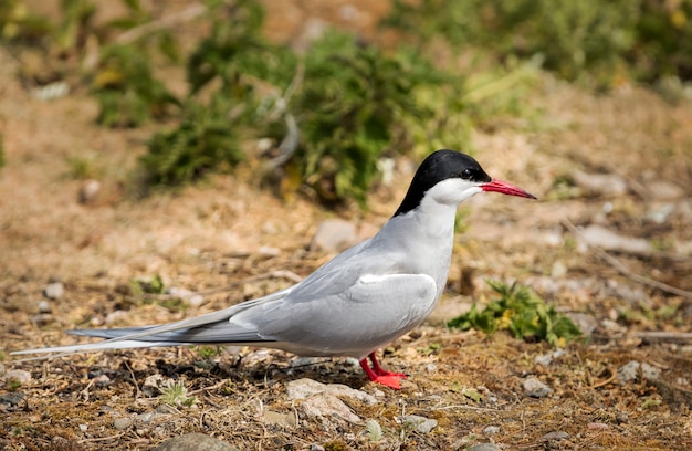 Arctic tern in natural habitat on Farne Islands in Northumberland England, North Sea