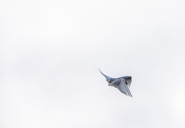 Photo arctic tern, sterna paradisaea, in the air on svalbard