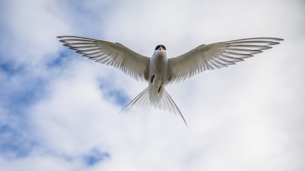 Photo arctic tern, sterna paradisaea, in the air on svalbard