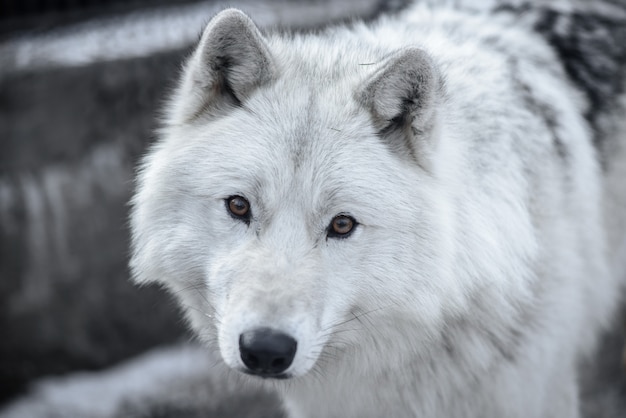 Lupo artico canis lupus arctos aka lupo polare o lupo bianco - ritratto di close-up di questo bellissimo predatore