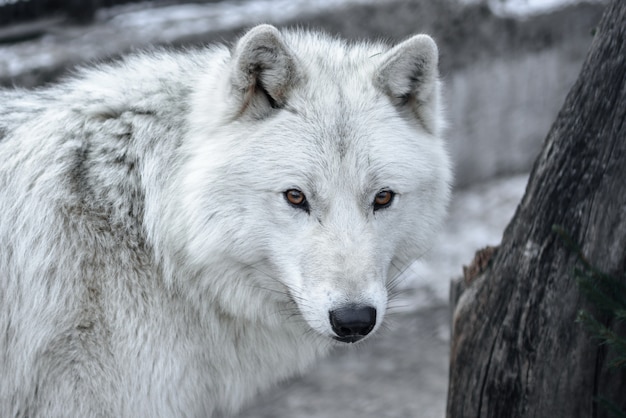 Арктический волк Canis lupus arctos aka Polar Wolf или White Wolf - портрет этого прекрасного хищника крупным планом