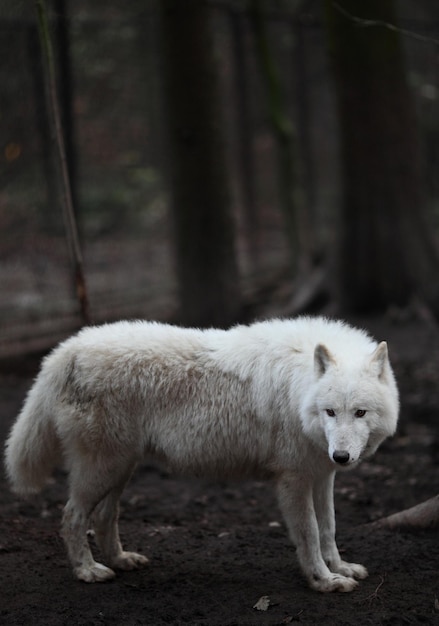 北極オオカミ canis lupus arctos 別名北極オオカミまたは白オオカミこの美しい捕食者のクローズ アップの肖像画