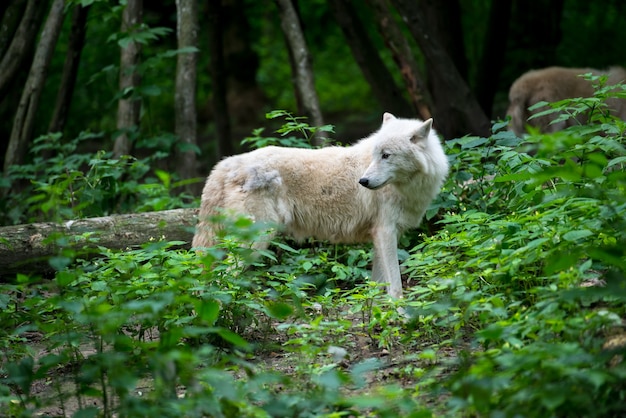 북극 늑대 (Canis lupus arctos) 일명 북극 늑대