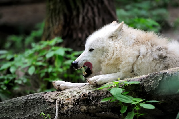 Полярный волк (Canis lupus arctos), он же полярный волк