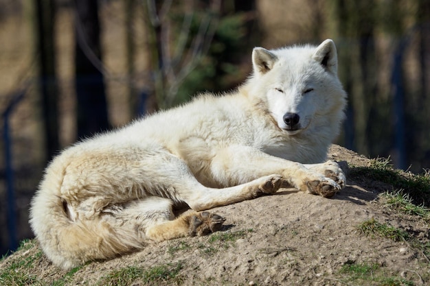Арктический волк Canis lupus arctos, также известный как волк с острова Мелвилл Волк лежит в покое
