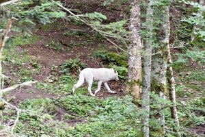The arctic wolf canis lupus arctos also known as the white wolf or polar wolf