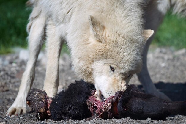 Foto lupo artico canis lupus arctos