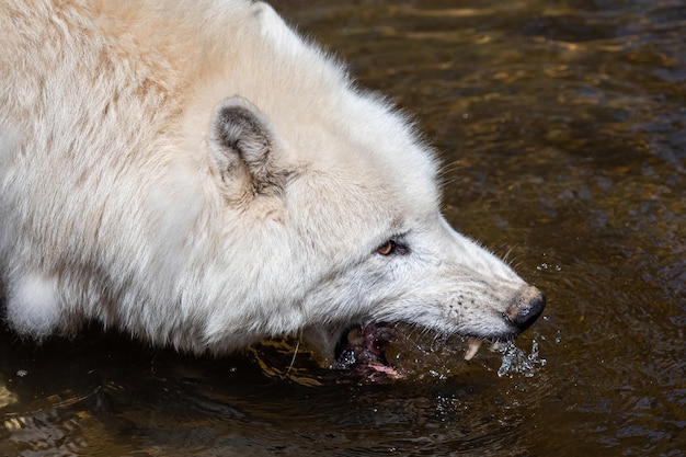 Arctic wolf drinking water Canis lupus arctos