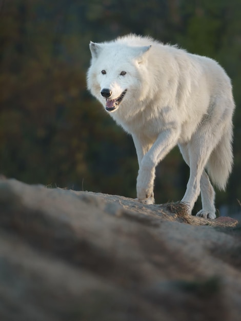 Arctic wolf