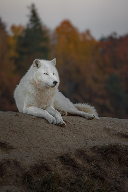 Arctic wolf