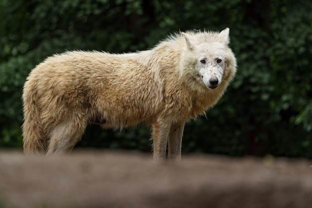 Arctic wolf