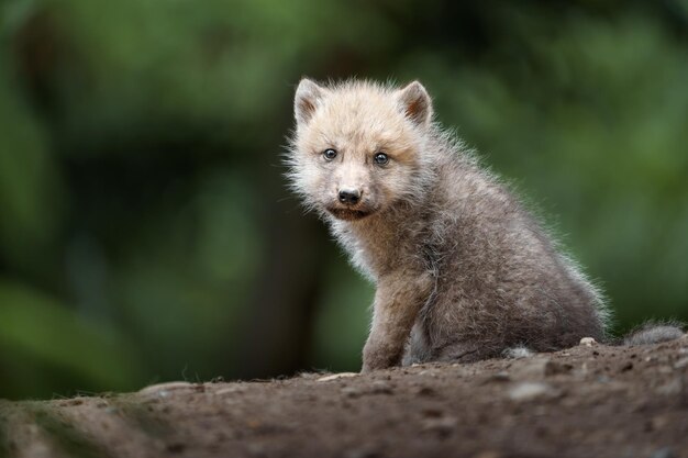 Arctic wolf