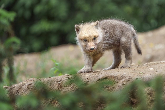 Arctic wolf