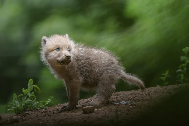 ホッキョクオオカミ