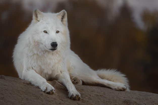 Arctic wolf