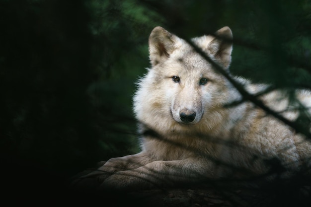 Arctic wolf