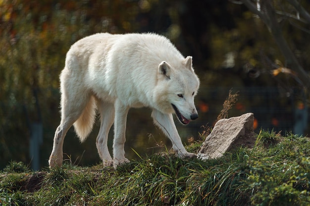 Arctic wolf