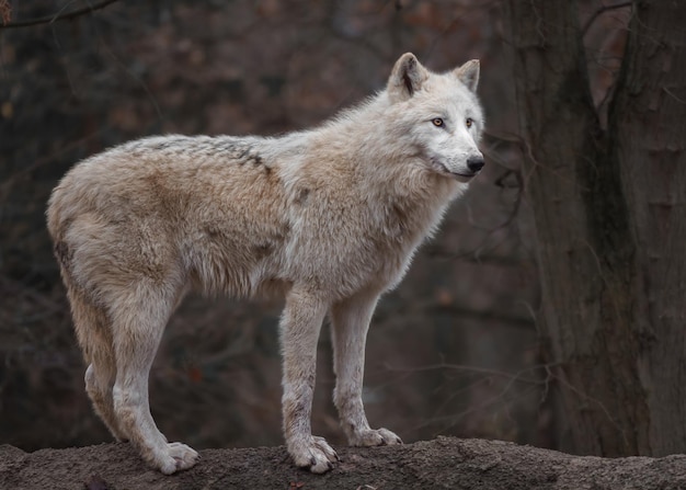 Arctic wolf